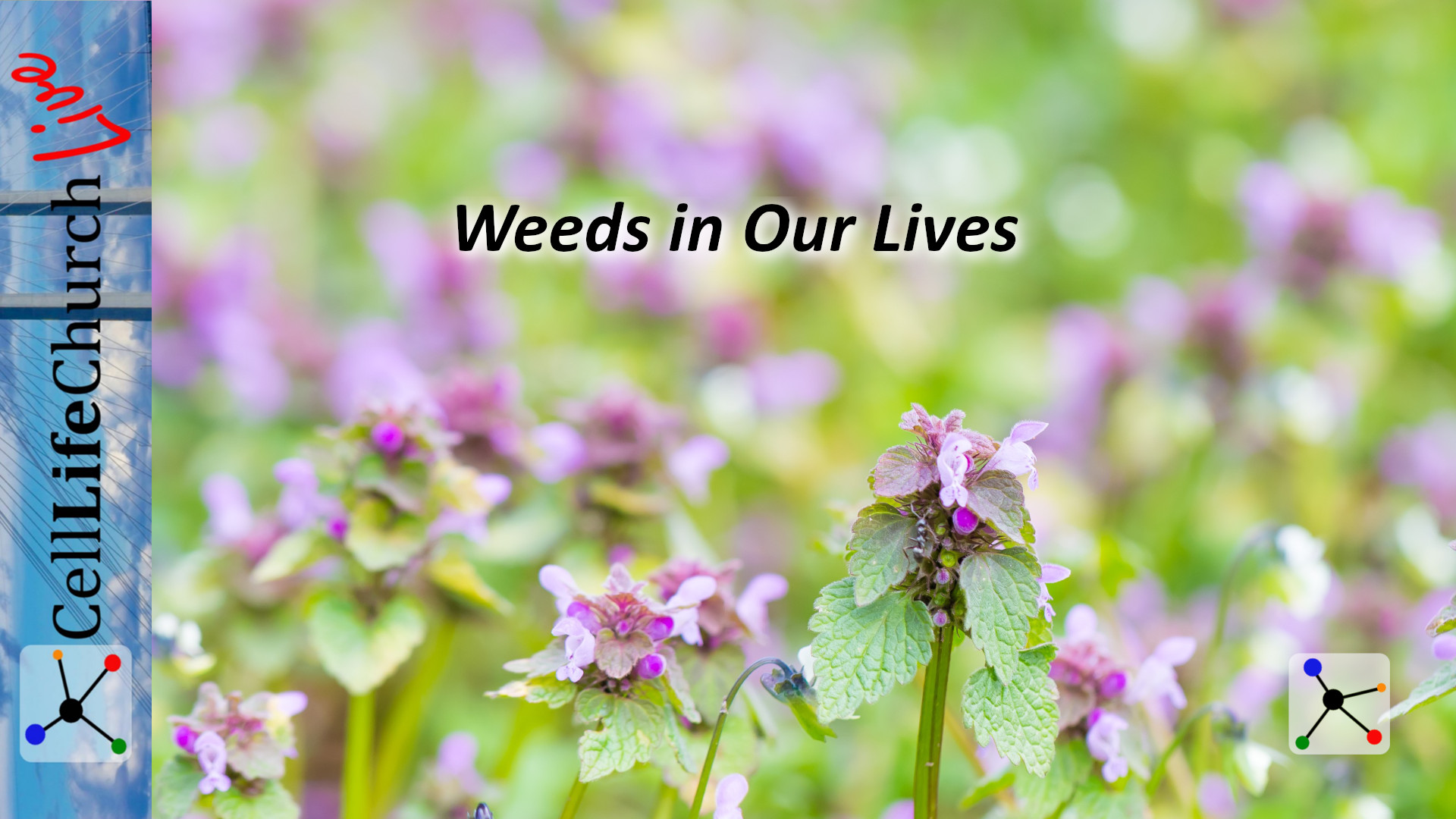 Weeds_In_Our_Lives_Video_Thumbnail